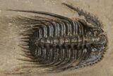 Spiny Leonaspis Trilobite - Very Large Specimen #232773-2